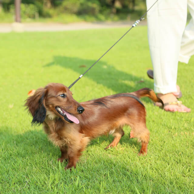 大切なペットを失った