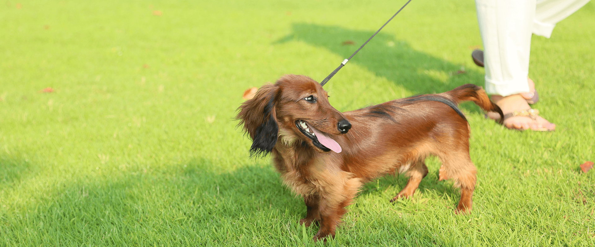 保谷駅前こころのクリニックのペットロスカウンセリングイメージ