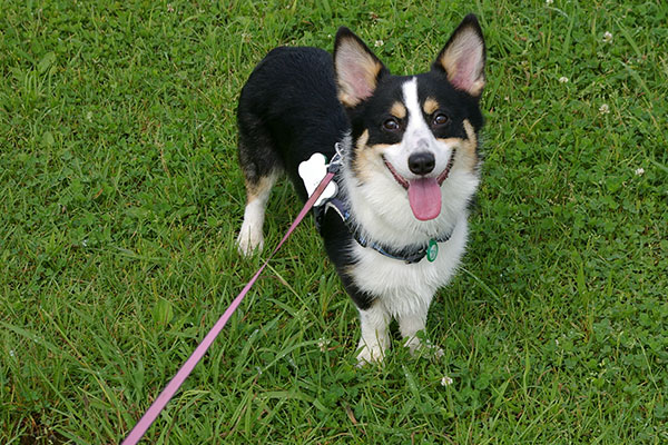 芝生の上にいるリードにつながれた犬